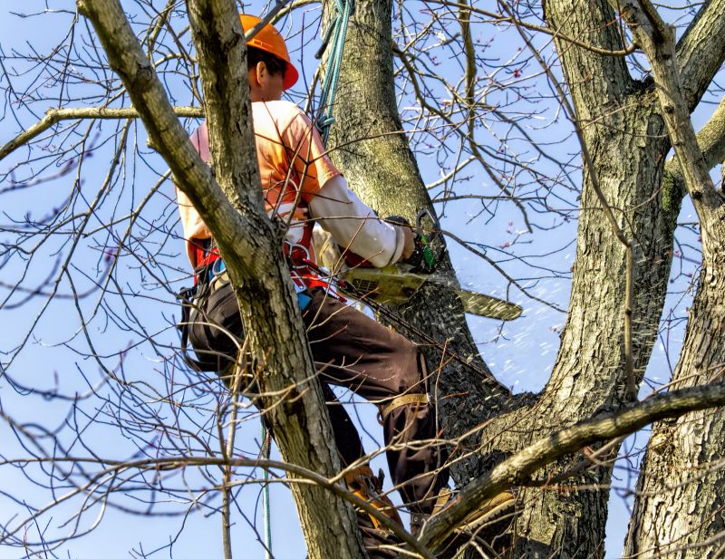 Tree Care Services