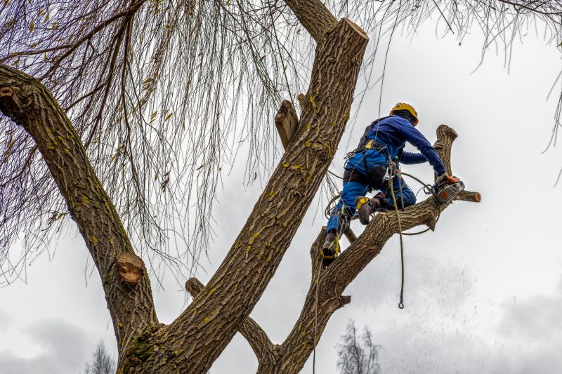 Tree Care Services