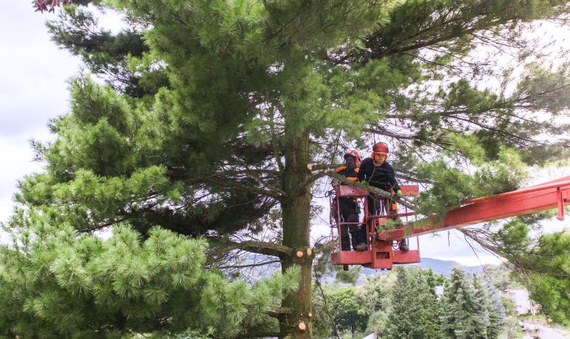 Tree Care Services