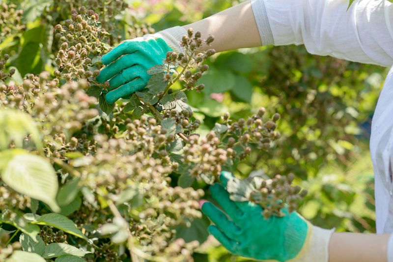 Honeysuckle Trimming in Rockwall, TX
