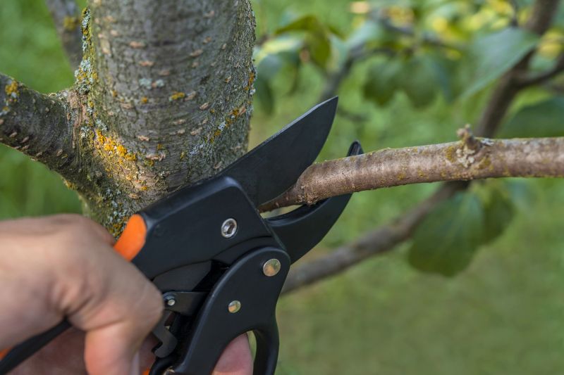 Limbs Trimming in Doylestown, PA