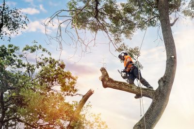 Tree Care Service Costs — Cost of Tree Care Services