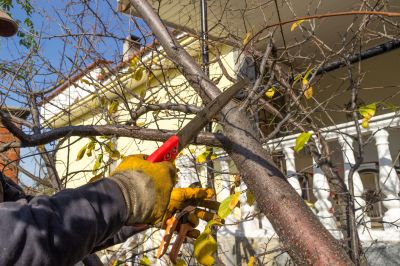Tree Care Service Costs — Cost of Tree Care Services