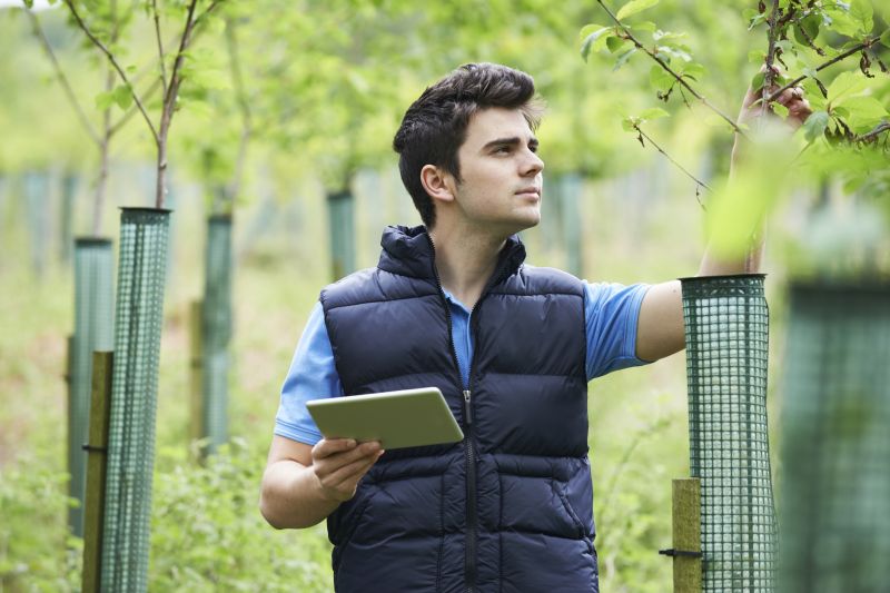 Tree Care Service Costs — Cost of Tree Care Services