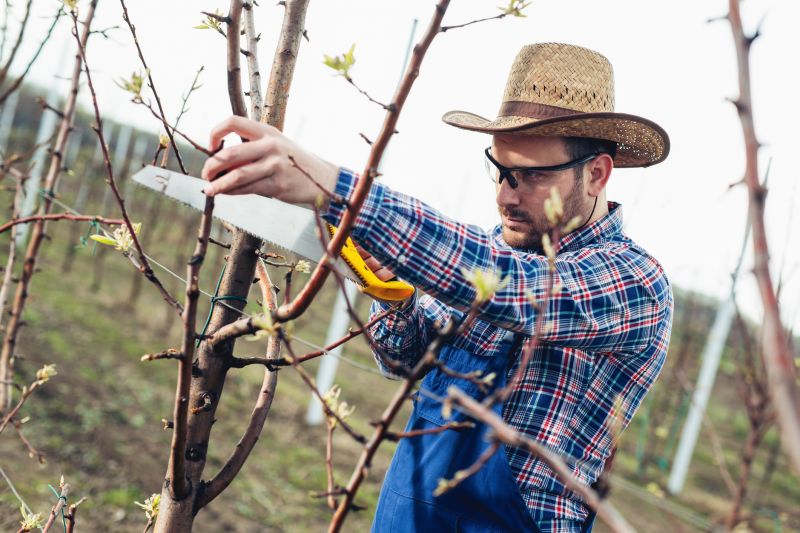 Tree Care Service Costs — Cost of Tree Care Services