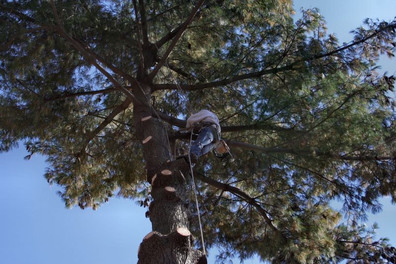 Tree Care Services