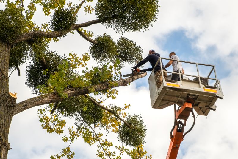 Tree Care Services