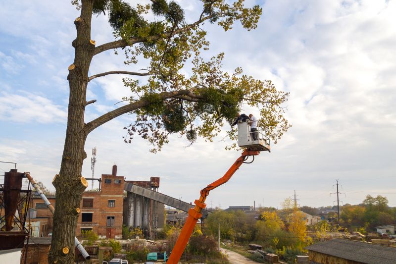 Tree Care Services
