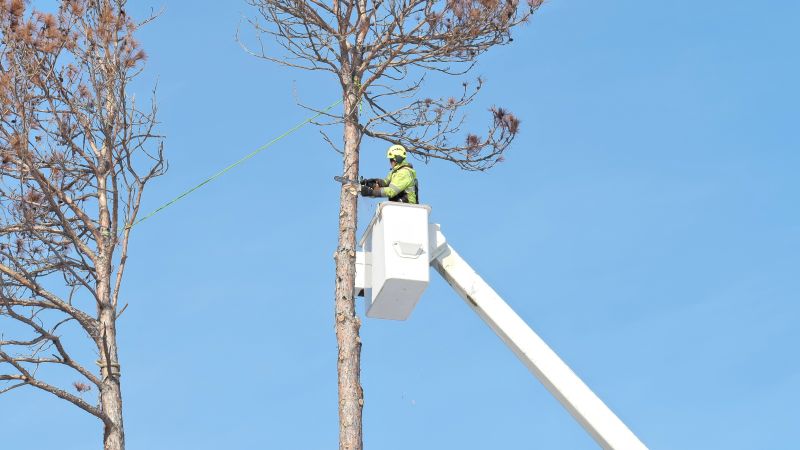 Tree Care Services