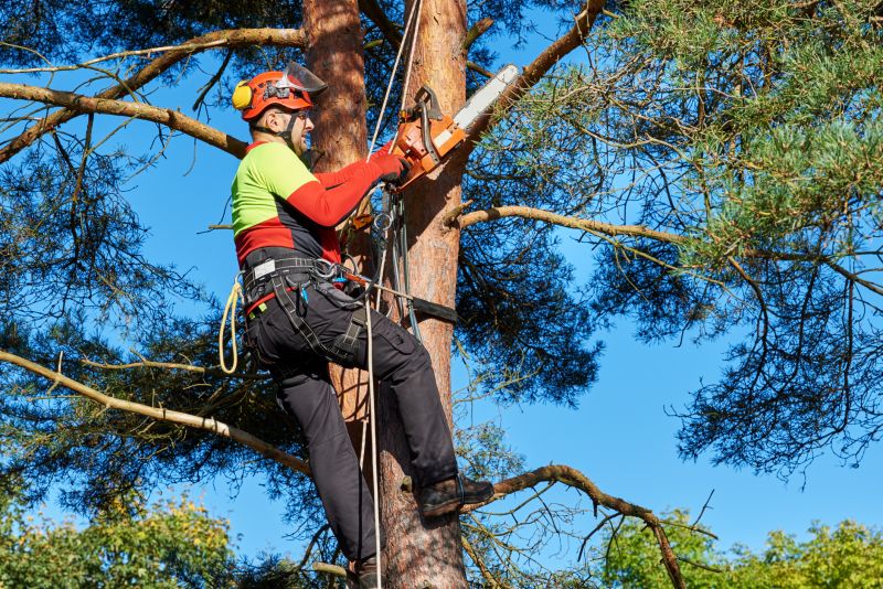 Tree Care Services
