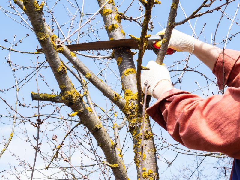 Tree Care Services