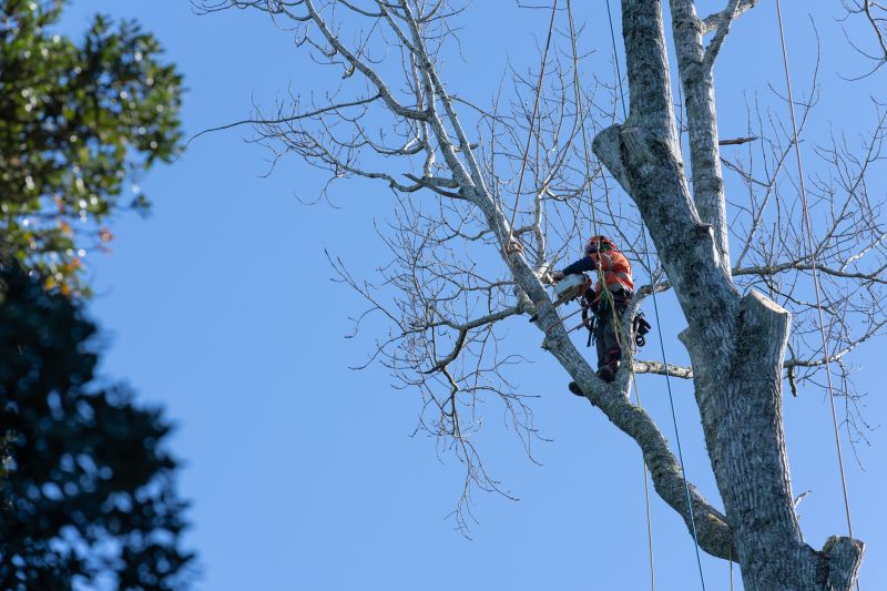 Tree Care Services