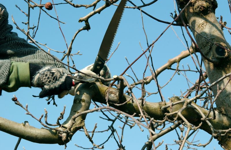Tree Shearing in Pottstown, PA