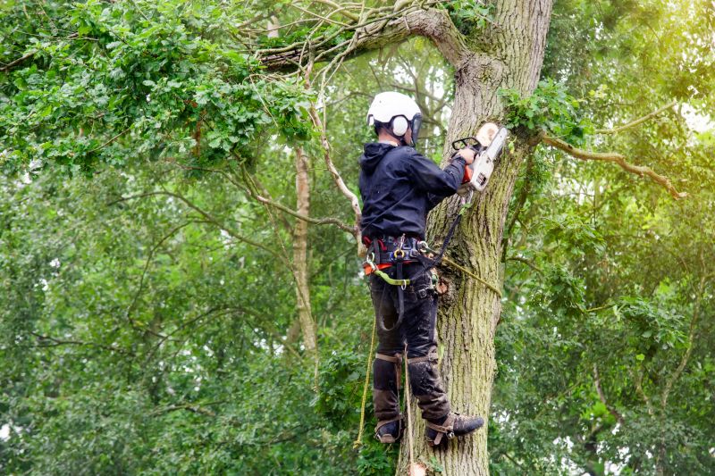 Tree Assessment and Care