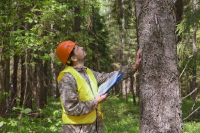Get Your Trees Inspected!