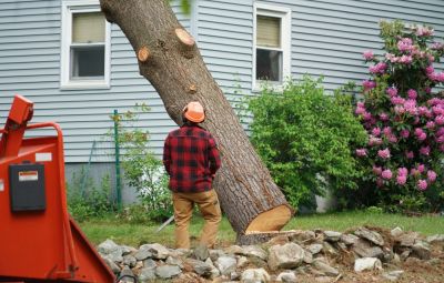 Tree Removal!