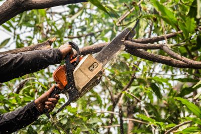 Tree Trimming!