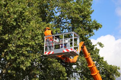 Tree Care Service Listings