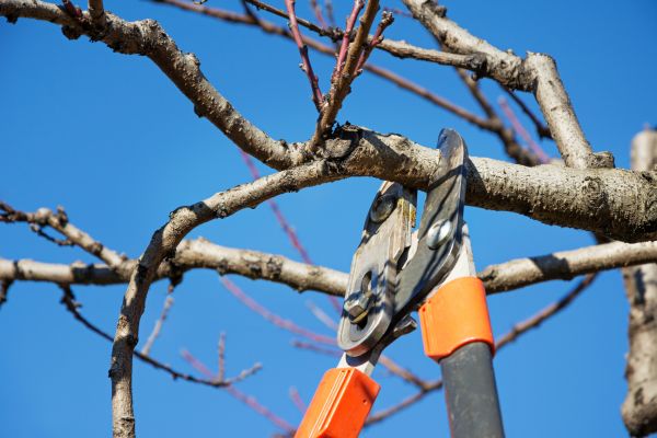 Tree Trimming Service